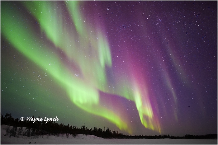 Aurora Borealis 52 by Dr. Wayne Lynch &copy;